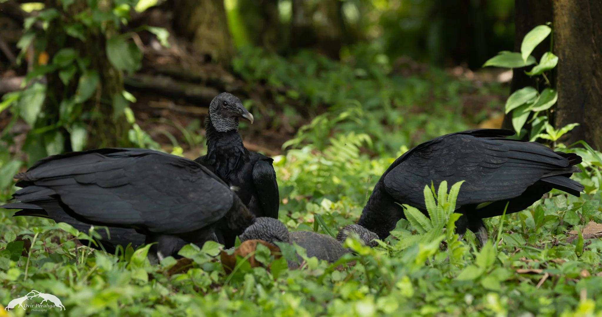 Black Vulture eating Armadillo, Arenal